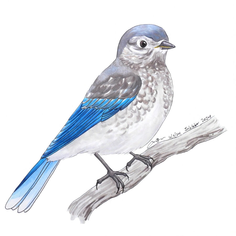 Marker illustration of a juvenile eastern bluebird perched on a gray branch. The bird has gray spotting on its white chest, a light blue cap, and bright blue wings.