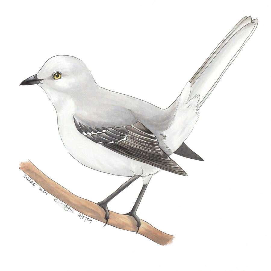 Detailed marker illustration of a Northern Mockingbird perched on a branch with its tail cocked.
