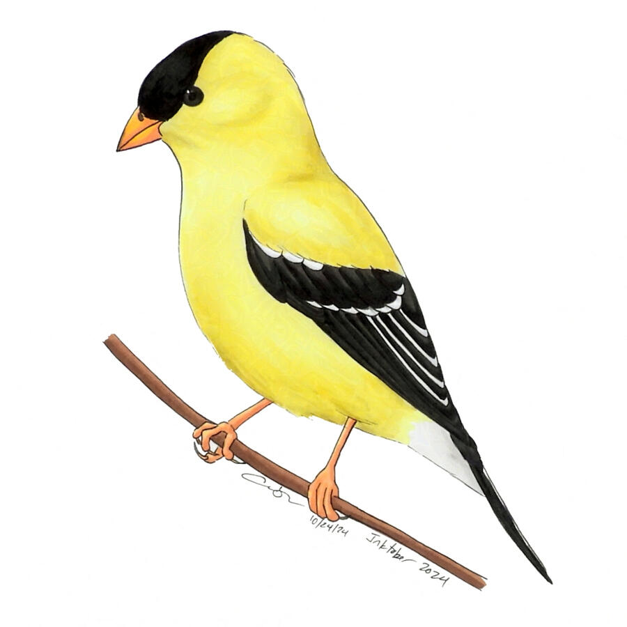 Detailed marker illustration of a male American Goldfinch perched on a horizontal branch.