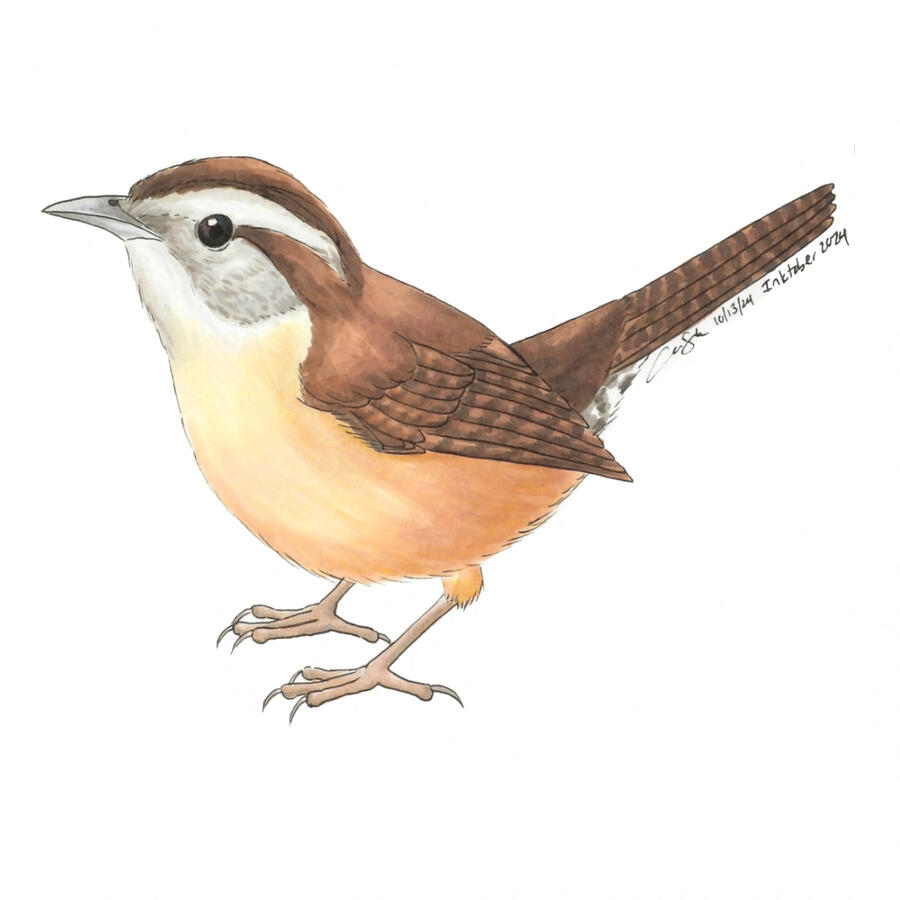 Marker illustrating of a Carolina wren. The small brown bird is viewed from the side, and has a perked up tail.