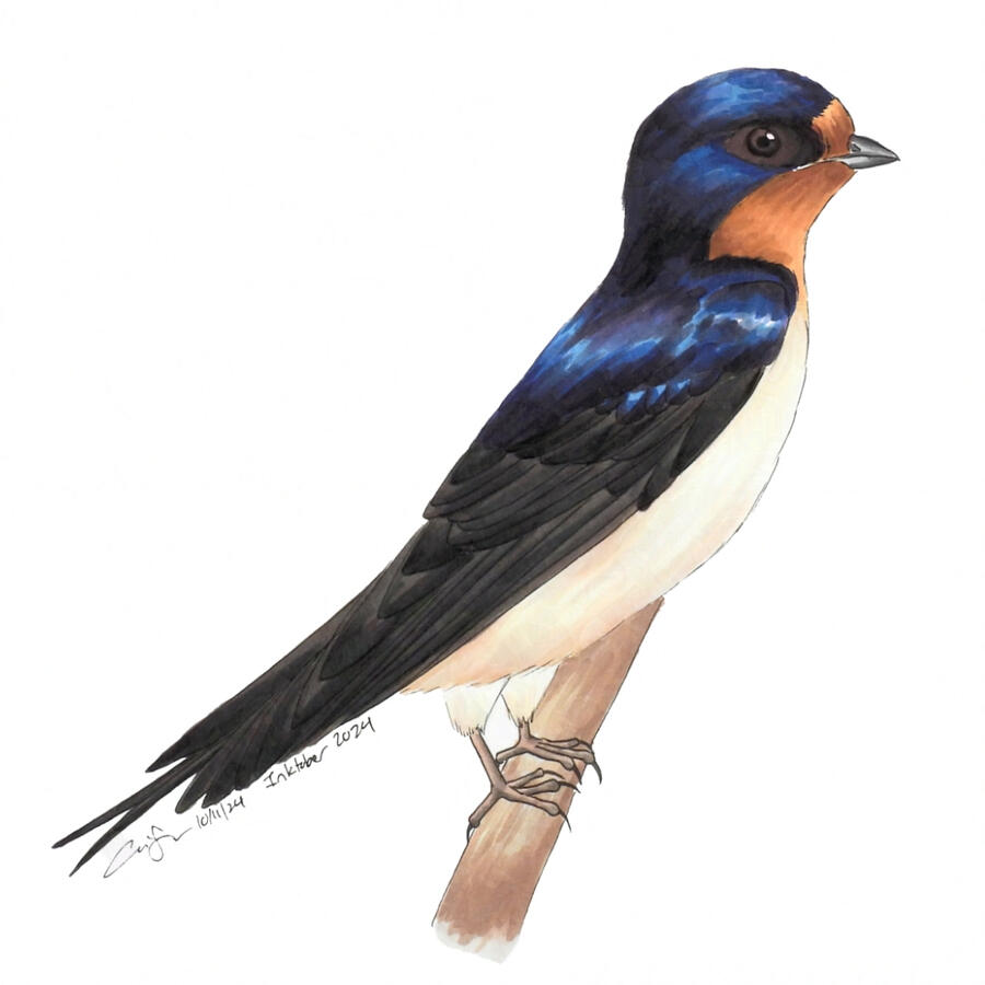 11. Barn Swallow