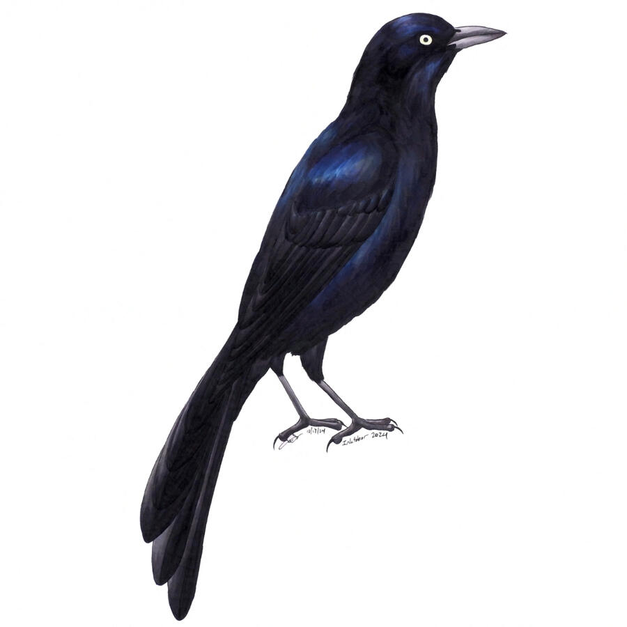 17. Great-tailed Grackle