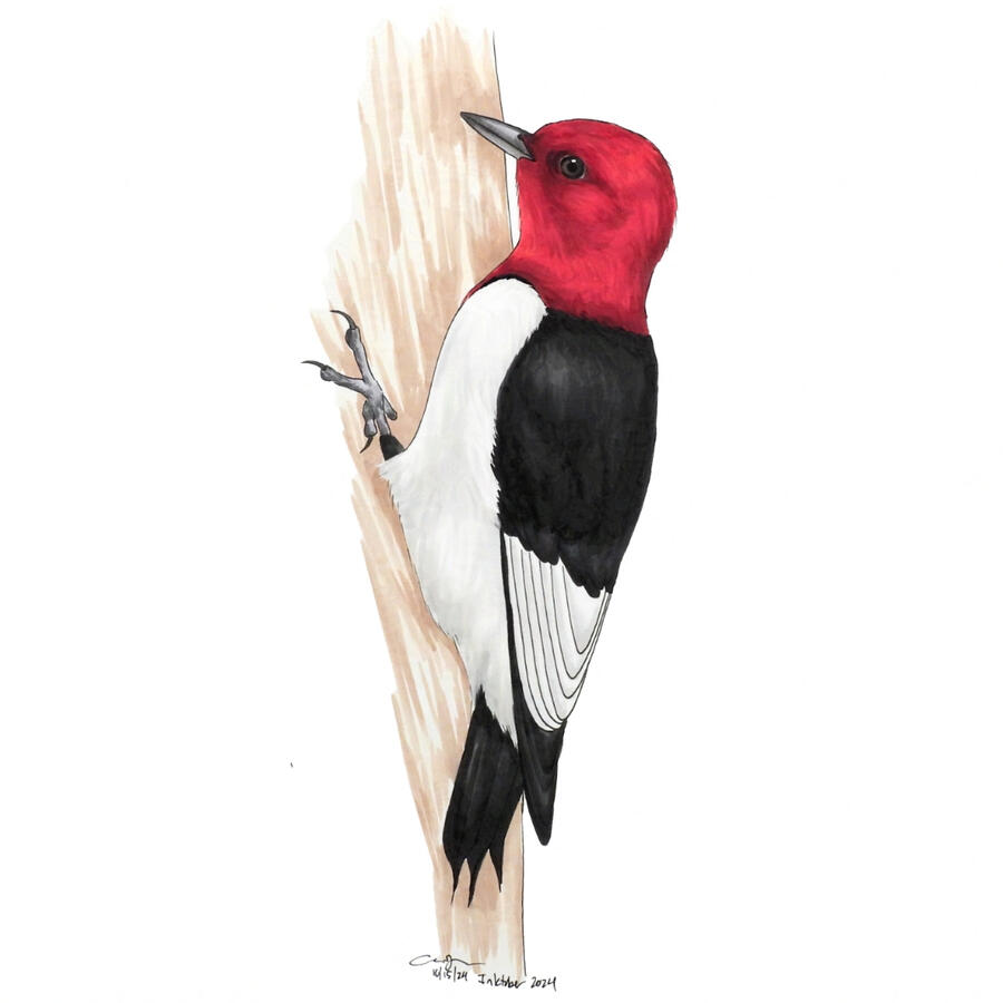 Detailed marker illustration of a Red-headed Woodpecker clinging vertically to a tree trunk.