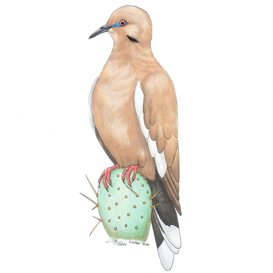Detailed marker illustration of a White-winged Dove perched atop a prickly pear cactus.