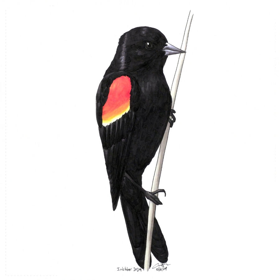 Marker drawing of a male red-winged blackbird perched on a dry stalk.
