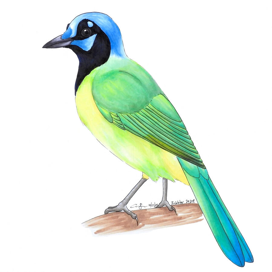 22. Green Jay