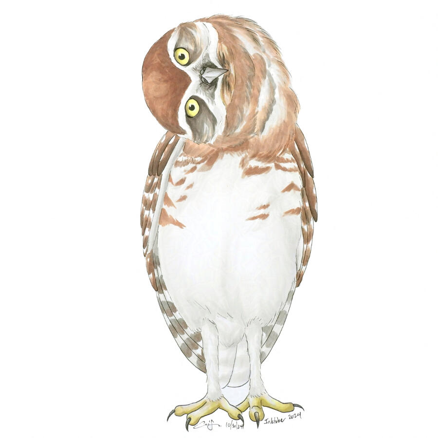 Marker illustration of a young burrowing owl standing upright with its head cocked all the way to the side.