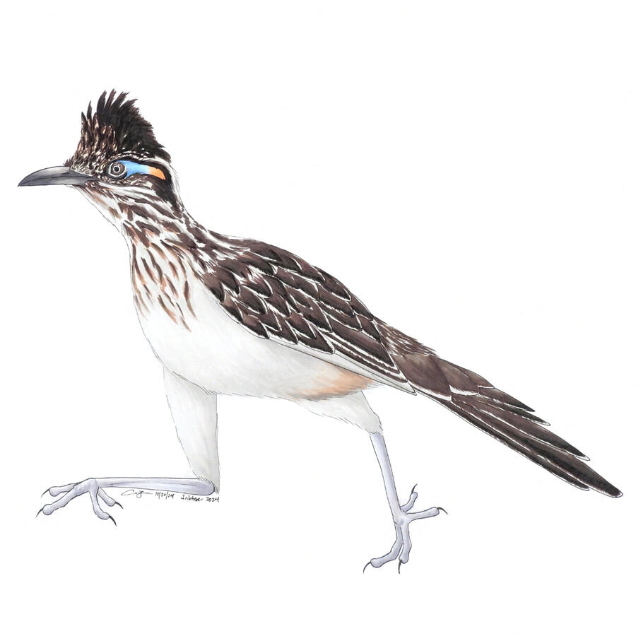 Marker drawing of a greater roadrunner seen from the side. The bird has a spiky crest, a long gray beak and is mottled with dark brown on its head, wings, back and tail. The bird is in running motion with one leg bent forward and the other pushing off the