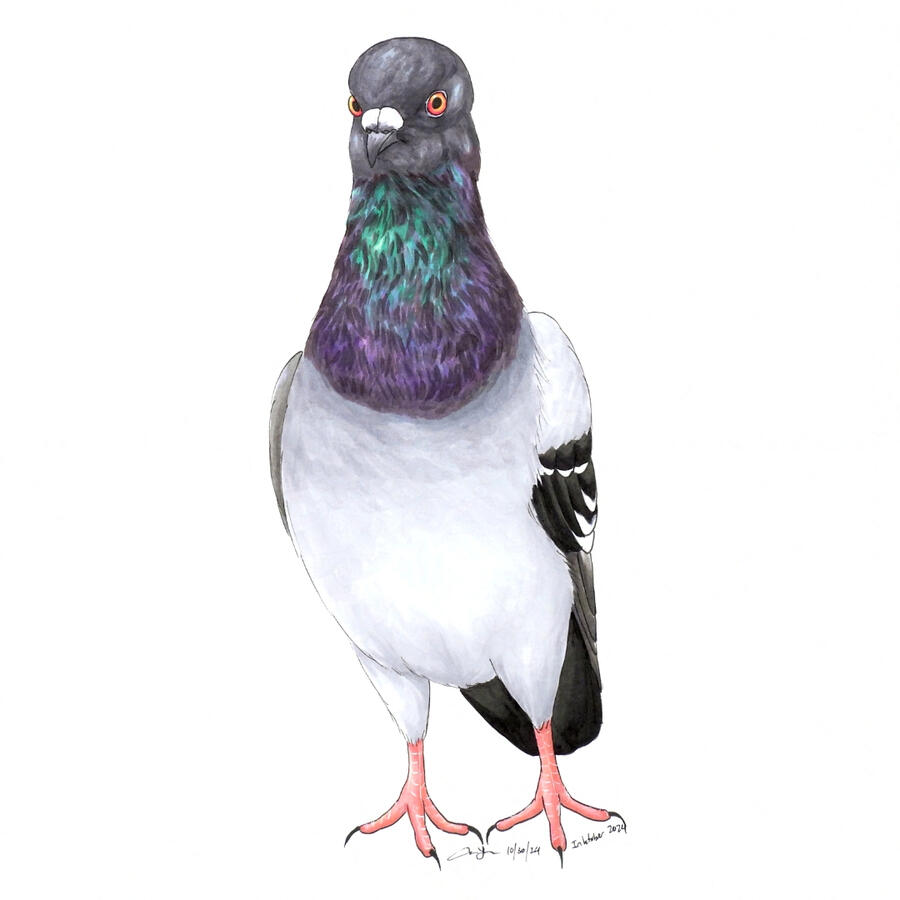 30. Rock Pigeon