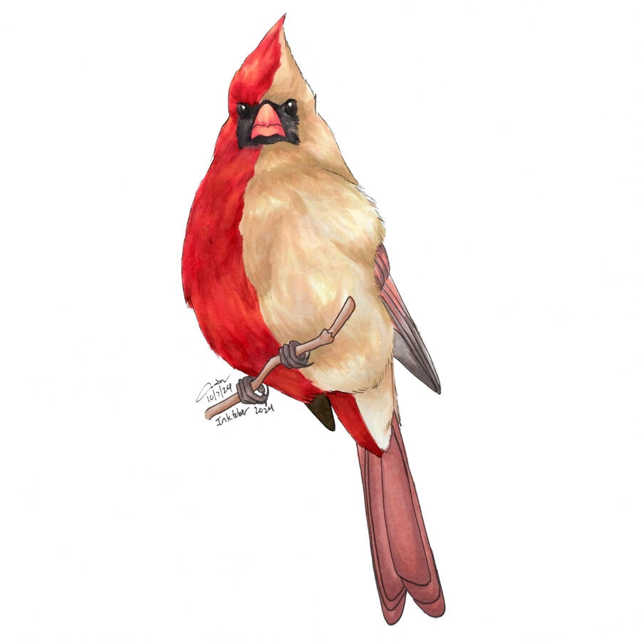 Marker drawing of a gynandromorphic northern cardinal. The bird is facing forward, showing red male plumage on the left half, and tan female plumage on the right.