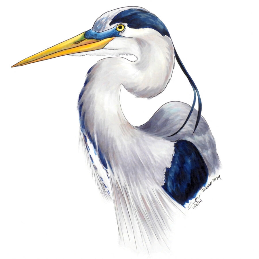 Marker portrait of a great blue heron. It is seen from the side and its long neck is curved into an S-shape. It has a long orange-yellow beak, a yellow eye, dark blue cap and wing patch over a light blue to purplish gray body.