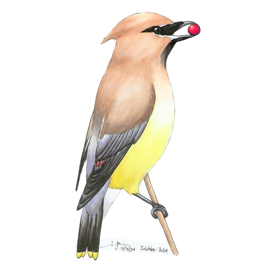 Detailed marker illustration of a Cedar Waxwing perched with a red berry in its mouth.