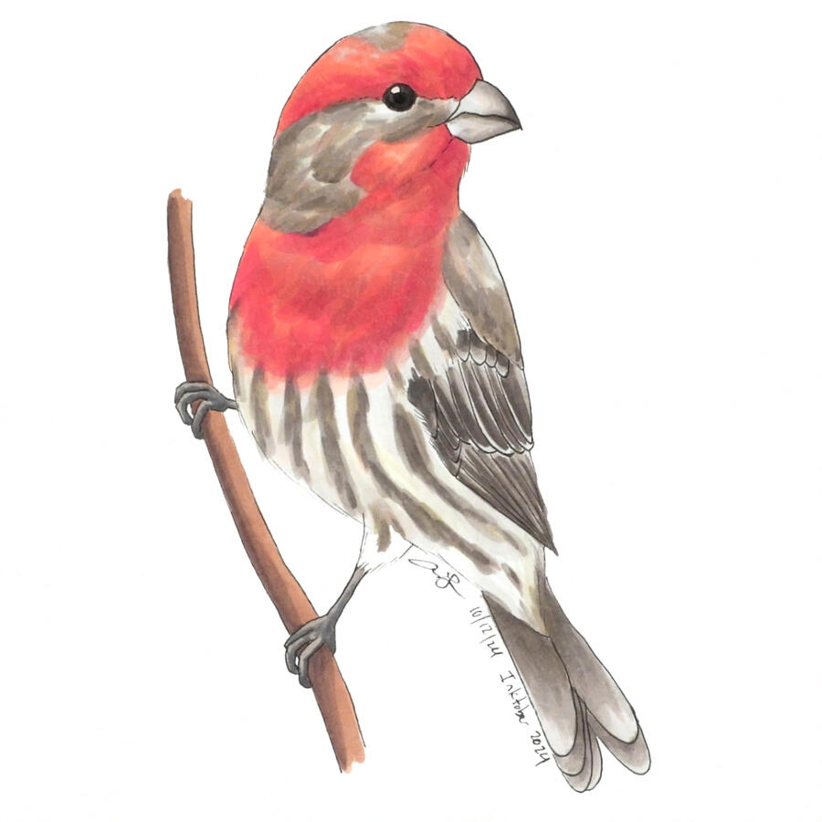 Detailed marker illustration of a male House Finch perched on a branch, looking over his shoulder.
