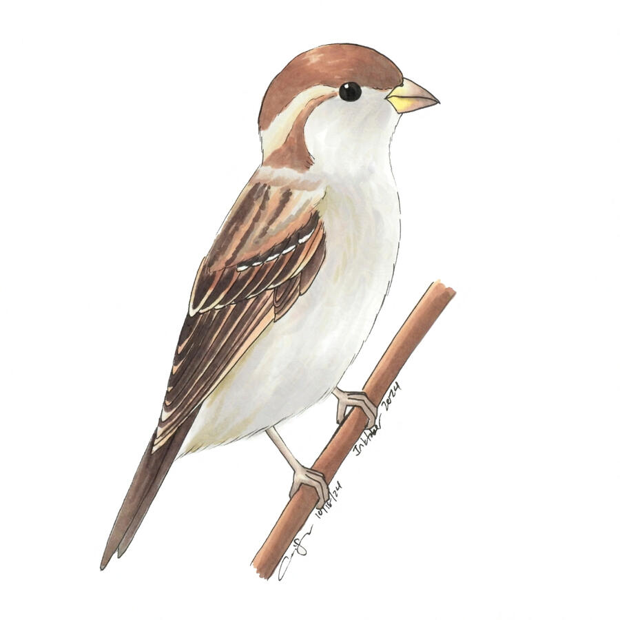 Detailed marker illustration of a female House Sparrow perched on a diagonal branch.