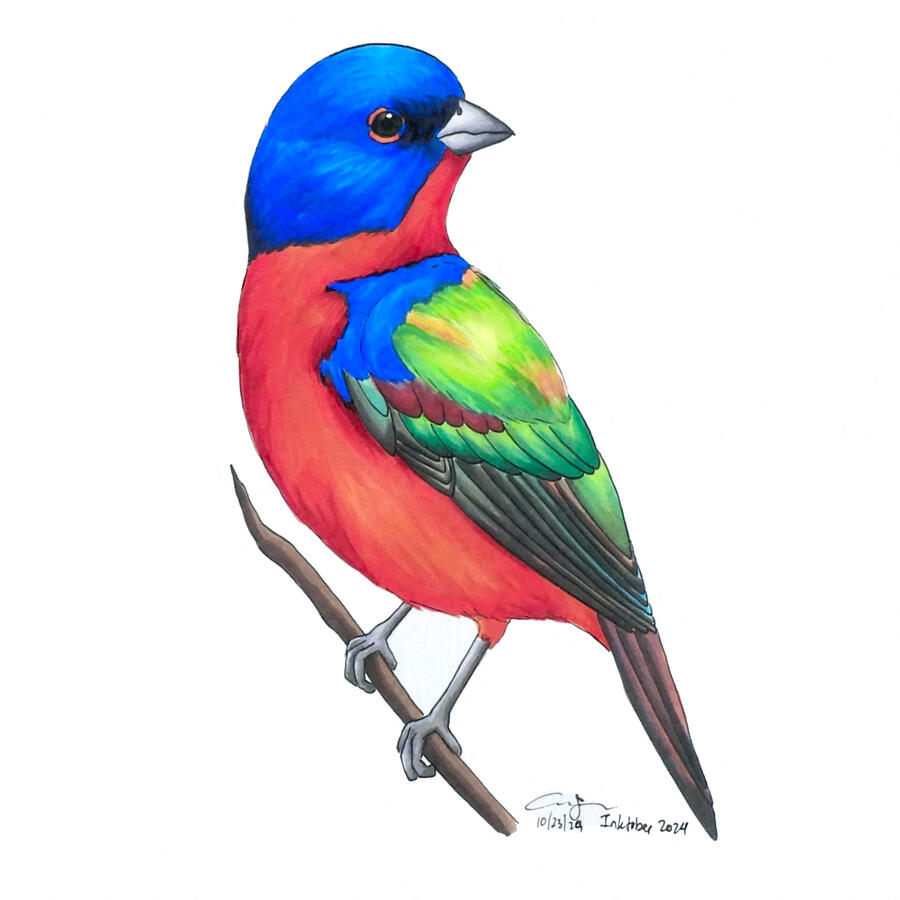 Marker illustration of a male painted bunting. The colorful bird has a vivid dark blue head and shoulder, red throat and chest, and green and red on the wings.