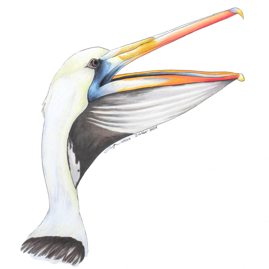 Marker drawing of a brown pelican with its large bill open