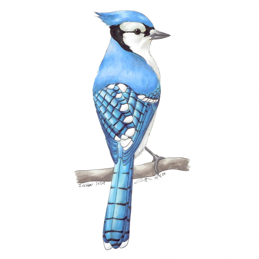 Marker illustration of a blue jay perched on a branch with its back facing the viewer