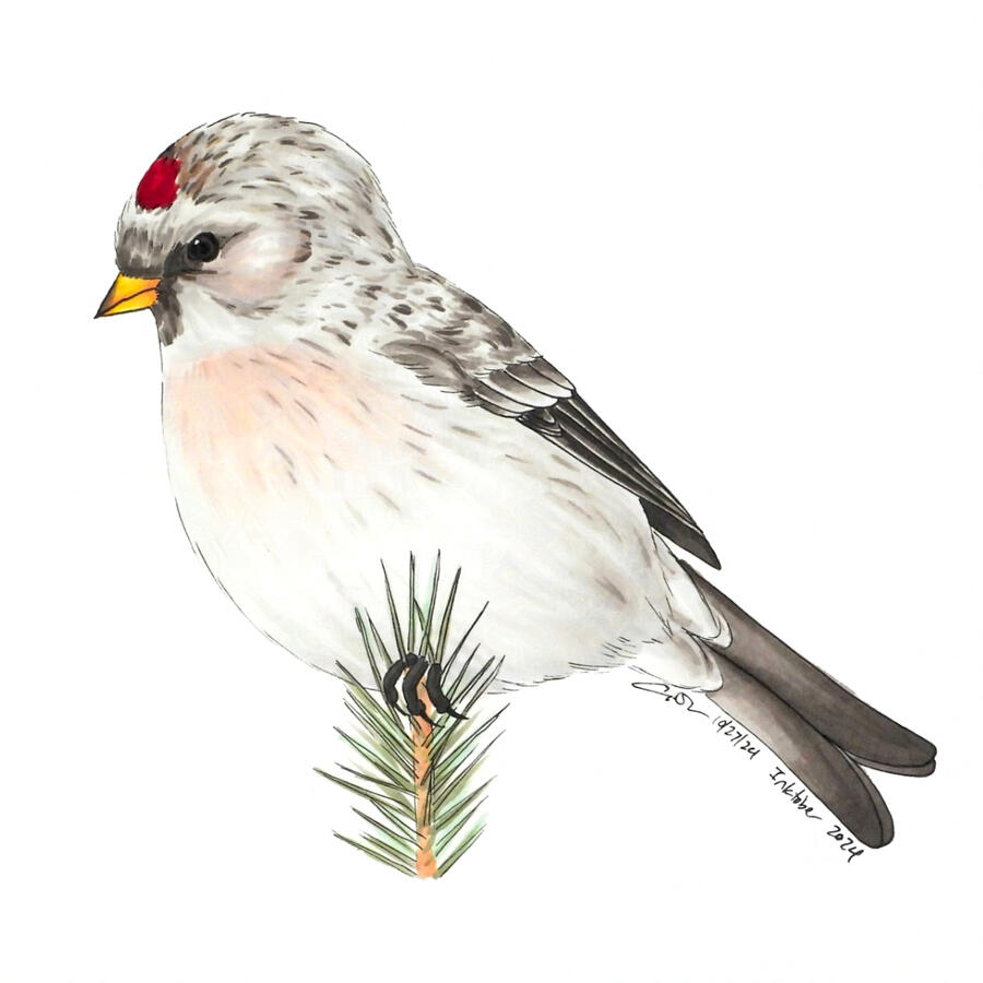 Alcohol marker illustration of the hoary subspecies of redpoll. The small white bird is perched on the top of a spruce tree and has warm gray wings, tail, and back, with a crimson dot on its crown and very light red in its face and chest, and a bright oran