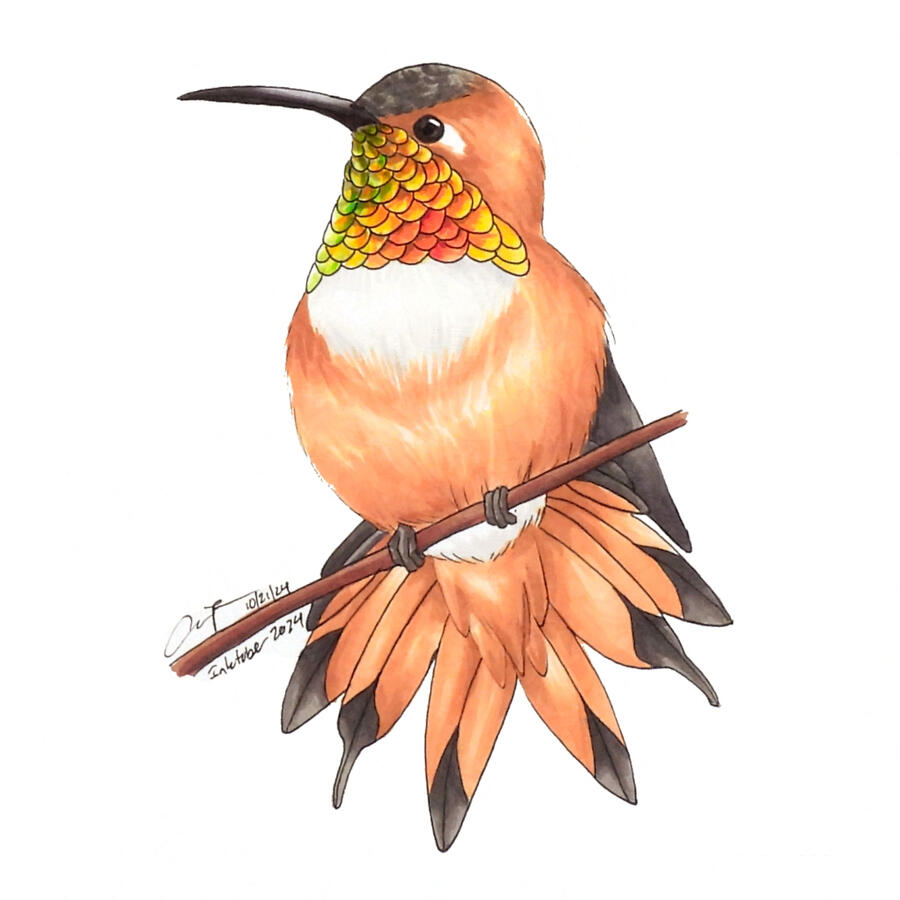 Marker illustration of a male rufous hummingbird perched on a thin horizontal branch. The bird is facing front and looking left, showing its iridescent throat and fanned out tail. Its throat gorget is yellow-orange with red and green patches. It has a whi