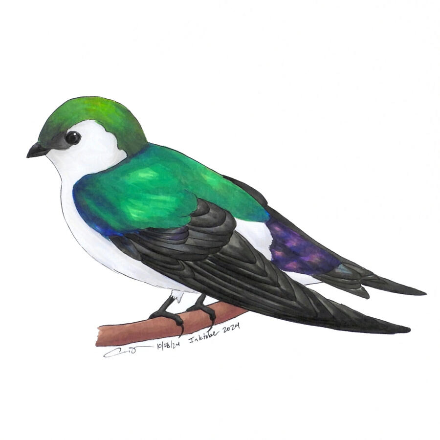 28. Violet-green Swallow