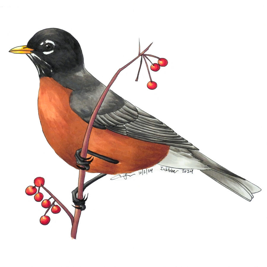 Marker illustration of an American robin perched on a thin branch with red berries