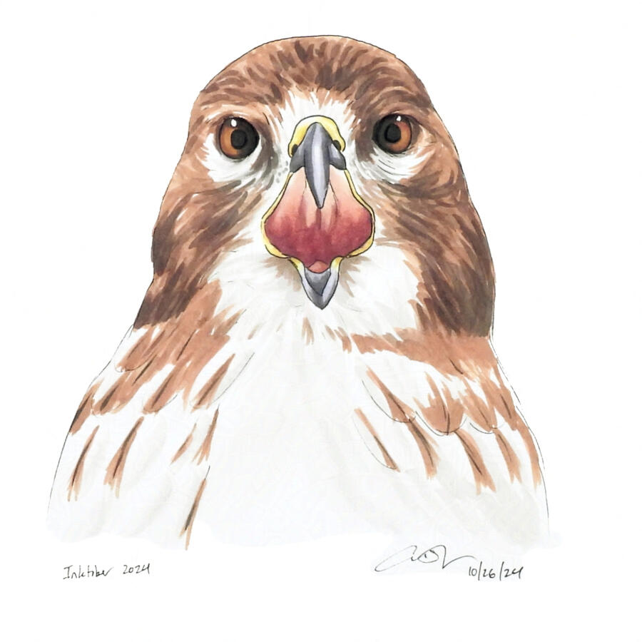 Portrait of a red-tailed hawk illustrated with Copic markers. The hawk is drawn from chest up, facing front with its mouth open. Its head is streaky brown, and its chest is white with brown streaks. Its eyes are deep brown.