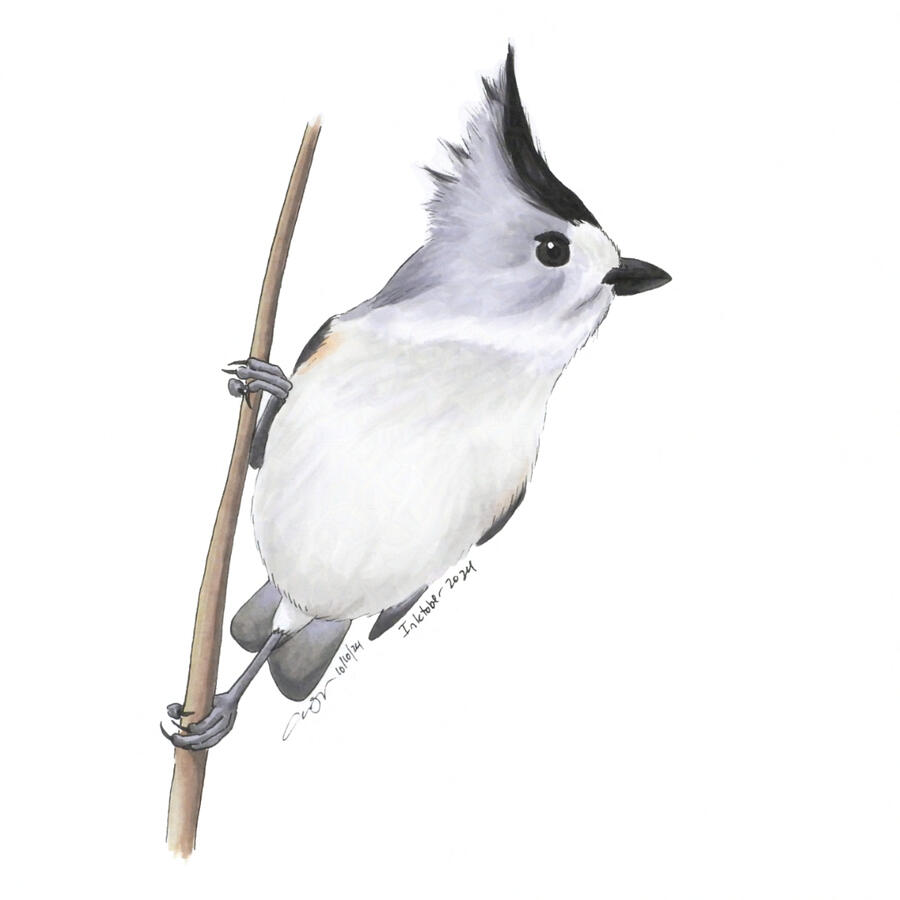 Marker illustration of a black-crested titmouse clinging to a horizontal branch.
