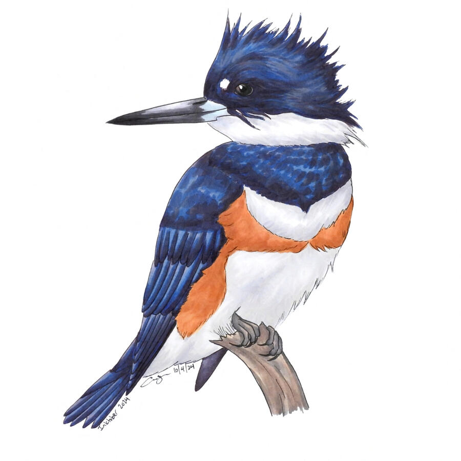 Marker drawing of a female belted kingfisher perched on a small snag. The bird has a blocky large head with spiky crest feathers and a long gray beak. The head and back are dark blue, and there is an orange stripe across the white chest and belly. The bird