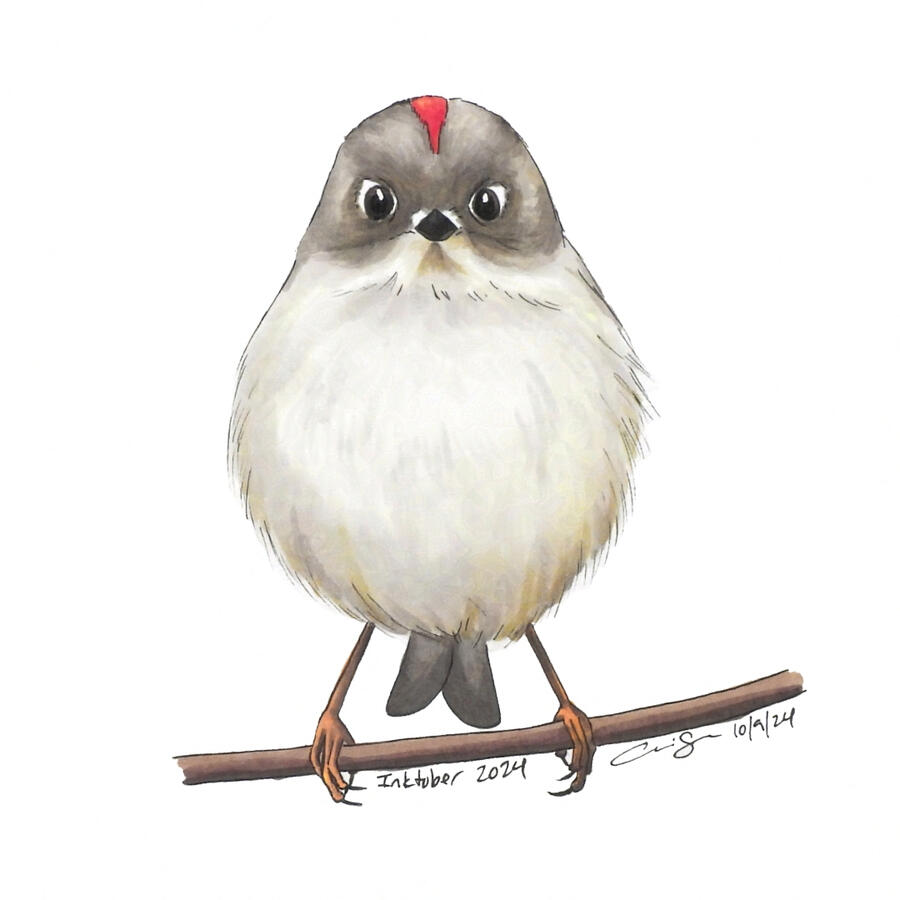 Marker drawing of a ruby-crowned kinglet facing front and perched on a thin horizontal branch. The small round bird has a warm gray head with a bright red stripe on top, a cream-colored chest, and a remarkably angry expression.