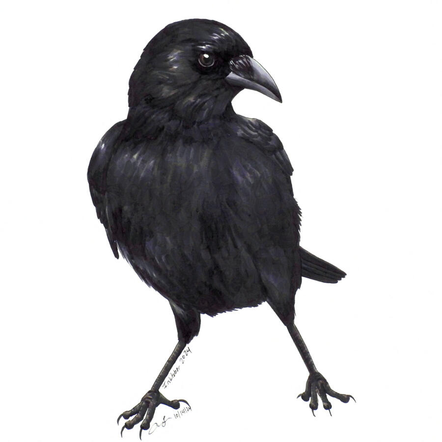 Marker illustration of an American crow seen from the front. The all black bird is looking off the to side, and it's standing in a wide-legged stance.