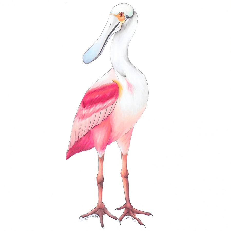 Marker drawing of a roseate spoonbill. The large wader has a long flat blue-gray bill which widens at the end, making it spoon-shaped. It has red eyes, a long white neck, and its wings and body have a gradient of bright pink. Its long pink legs are shown w