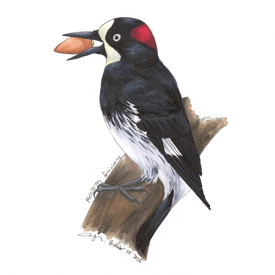 Detailed marker illustration of a male Acorn Woodpecker clinging onto a branch, using his tail as a prop. The mostly black woodpecker with a red patch on the back of his head is holding an acorn in his open bill.