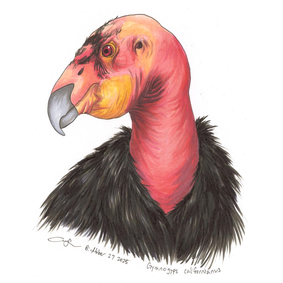 Portrait of a California Condor from neck up, drawn with markers. The condor is looking left.