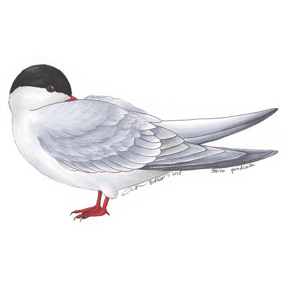Detailed marker drawing of an Arctic Tern standing with its head tucked into its back feathers.