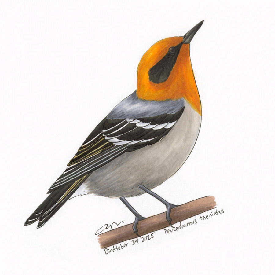 Detailed marker illustration of an Olive Warbler. The small bird is mostly gray with a bright yellow-orange head and has its head tilted upward.