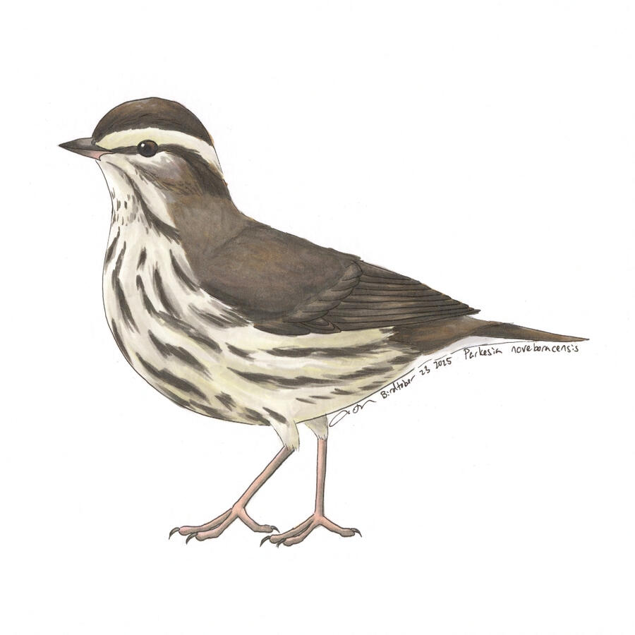 Detailed marker illustration of a Northern Waterthrush walking on the ground. The songbird has a brown back and a creamy breast with brown streaks.