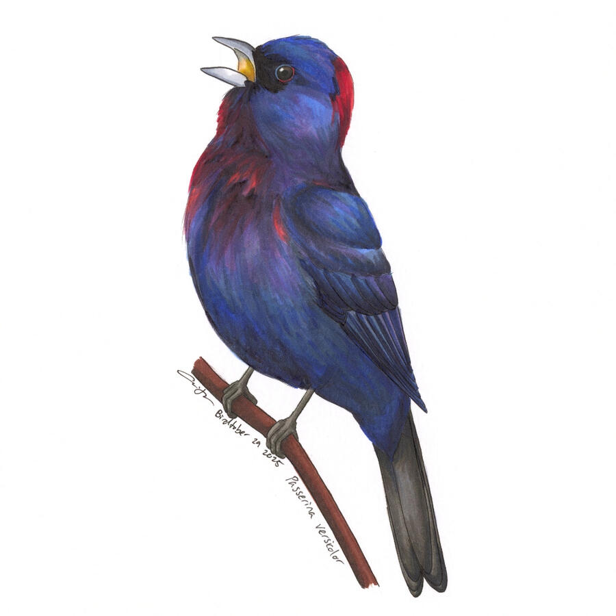 Detailed marker illustration of a male Varied Bunting, perched on a branch singing. The bird is mostly dark blue with some red feathers mixed in.
