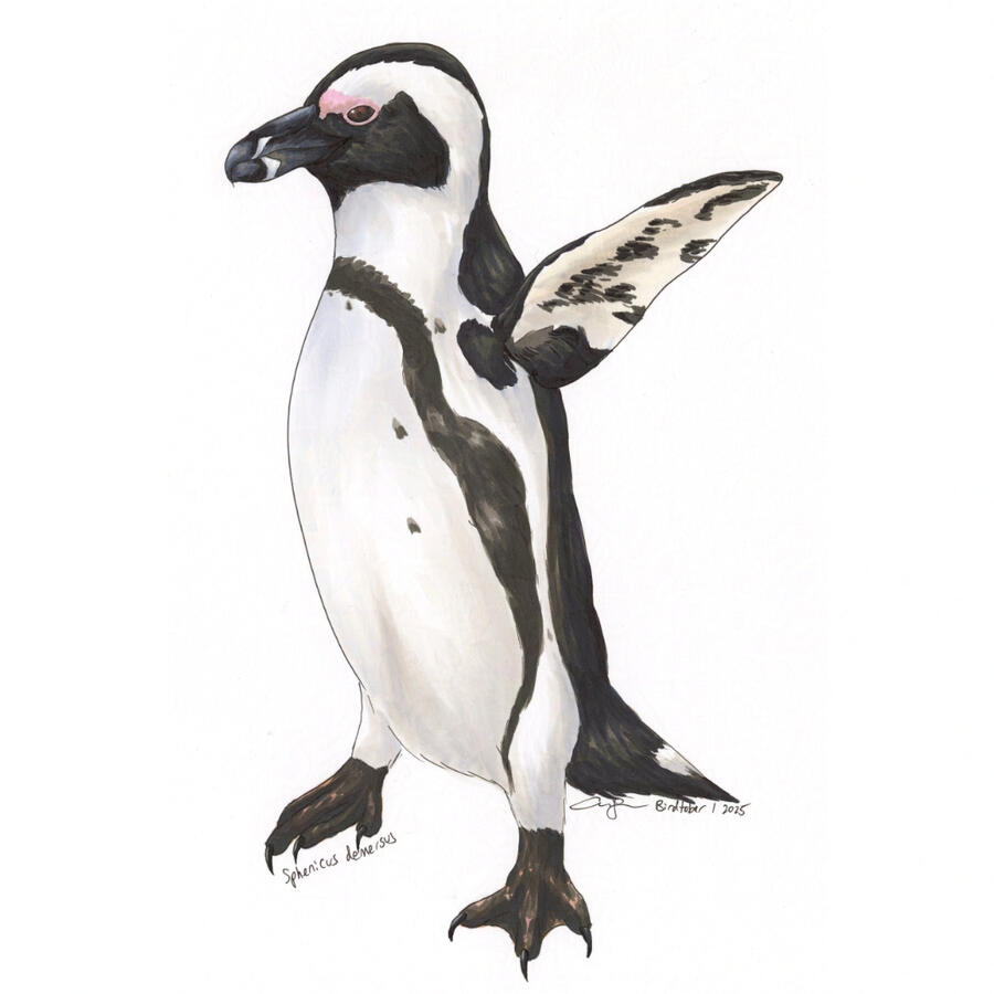 Detailed marker illustration of an African Penguin standing upright, with its flippers raised up.