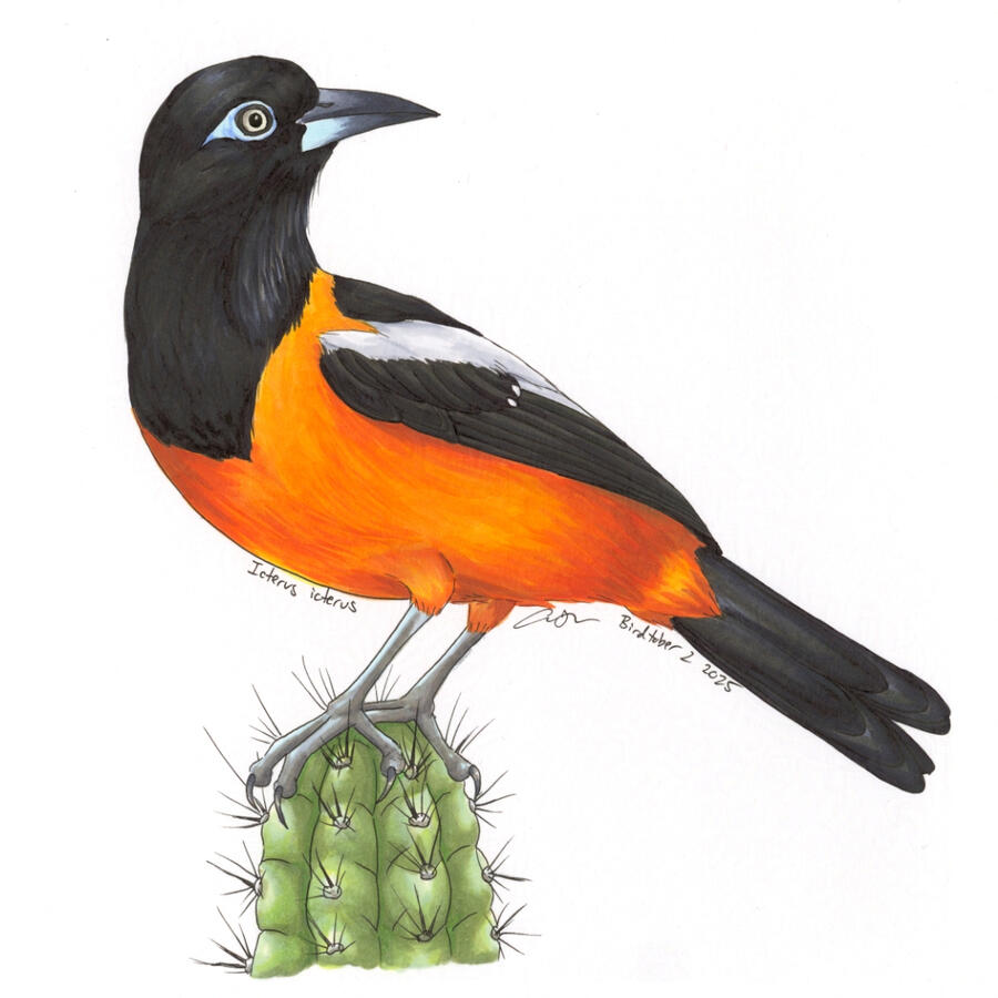 Detailed marker illustration of a Venezuelan Troupial perched on top of a cactus, with its head looking over its shoulder.