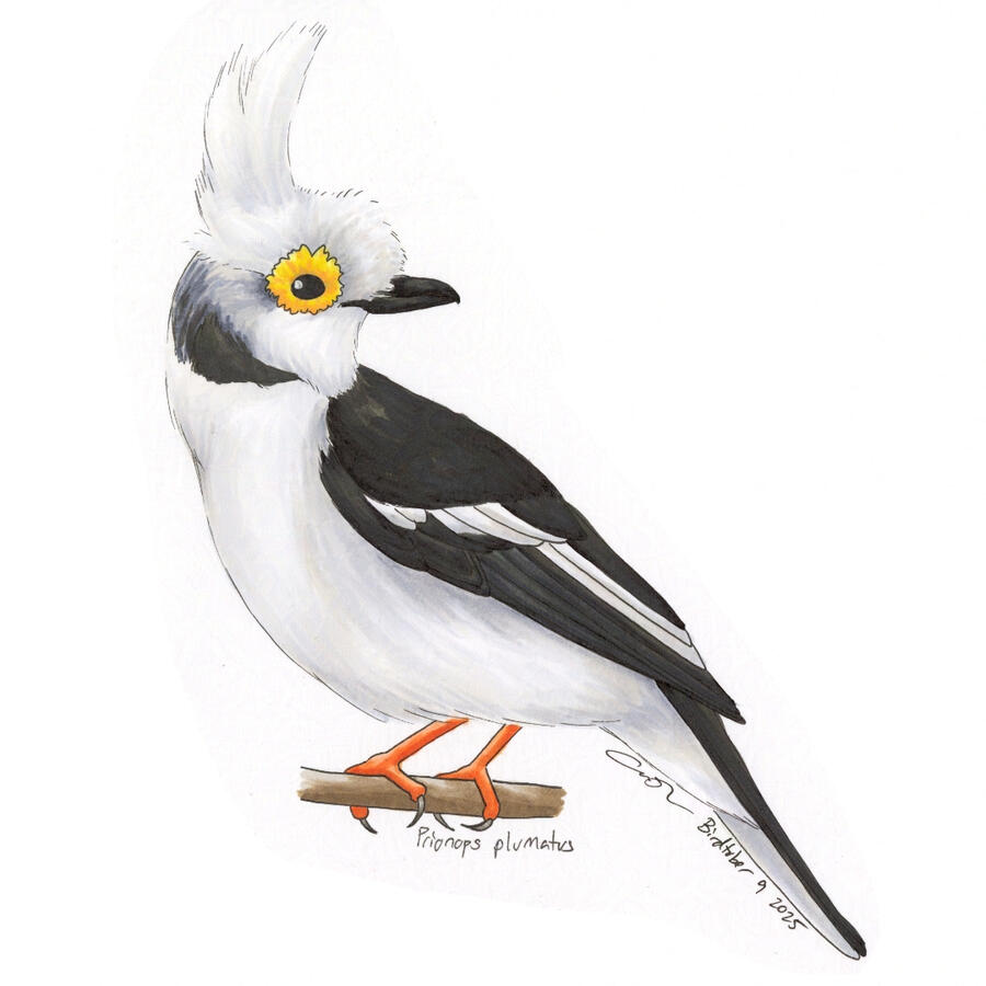 Detailed marker drawing of a White-crested Helmetshrike, a black and white bird with a large white crest and a flower-shaped yellow wattle around its eye.