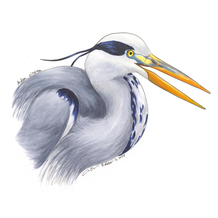 Detailed marker portrait of a Gray Heron with its neck tucked and large orange beak slightly open.
