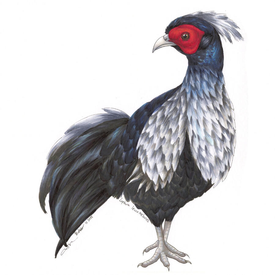 Detailed marker drawing of a Kalij Pheasant, a large chicken-like bird with a red face and metallic blue-gray feathers.