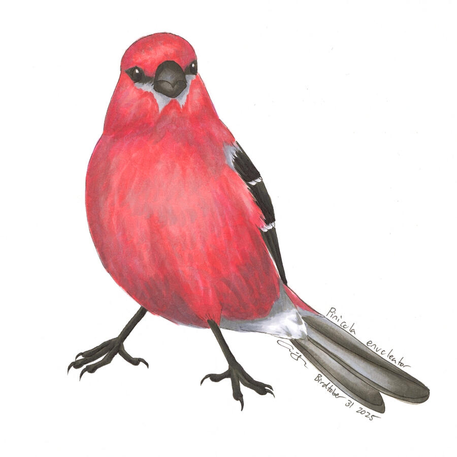 Detailed marker illustration of a male Pine Grosbeak, facing front. The songbird is pinkish-red throughout its face and breast.