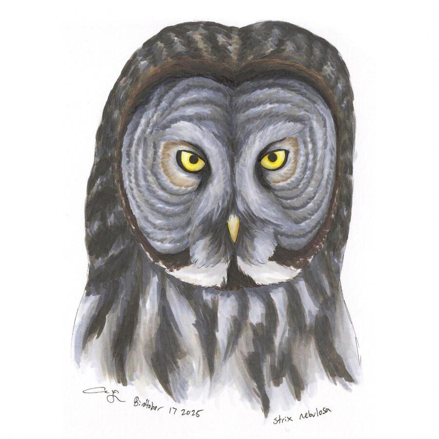 Detailed marker portrait of a Great Gray Owl from the neck up, with its bright yellow eyes staring at the viewer.