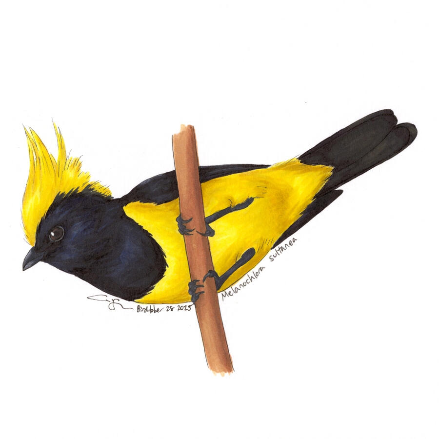 Detailed marker illustration of a Sultan Tit. The small black and yellow bird is clinging sideways on a thin vertical branch.