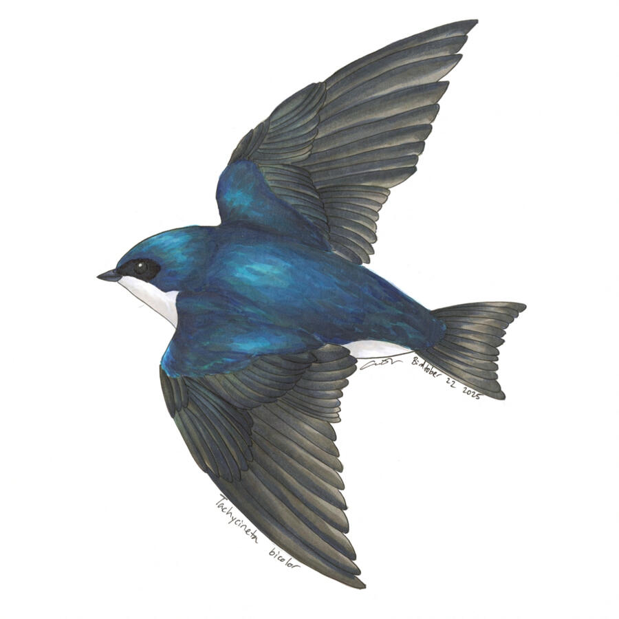 Detailed marker illustration of a Tree Swallow in flight.