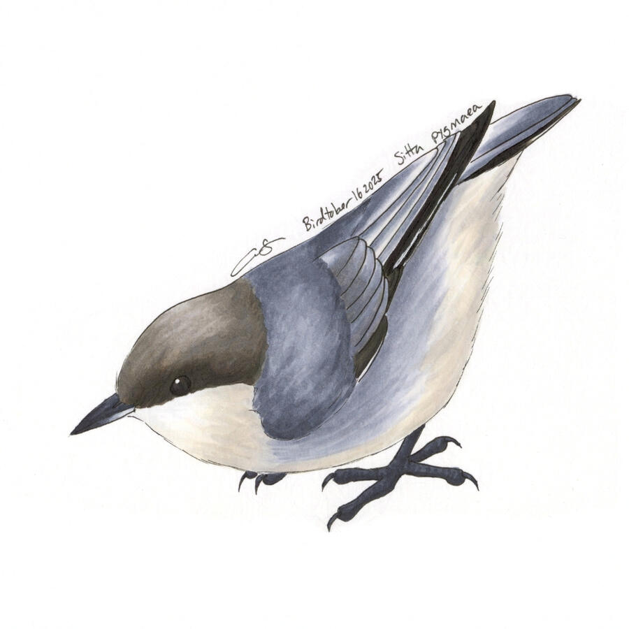 Detailed marker illustration of a Pygmy Nuthatch standing with its tail higher than its head.