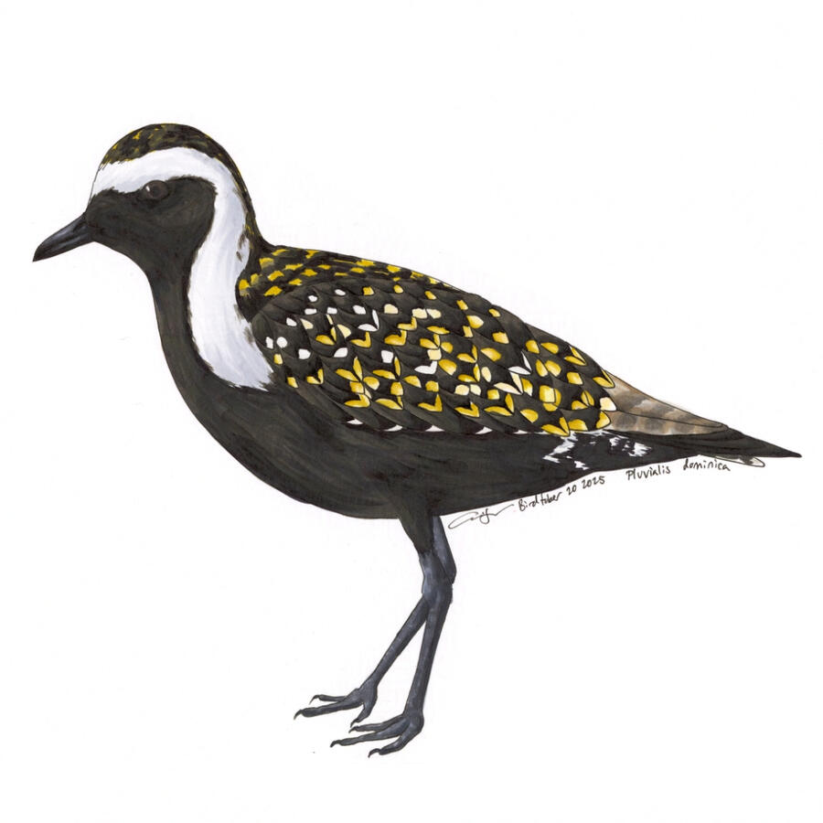 Detailed marker illustration of an American Golden-Plover in breeding plumage. The shorebird has a black belly and a gold-spangled back.