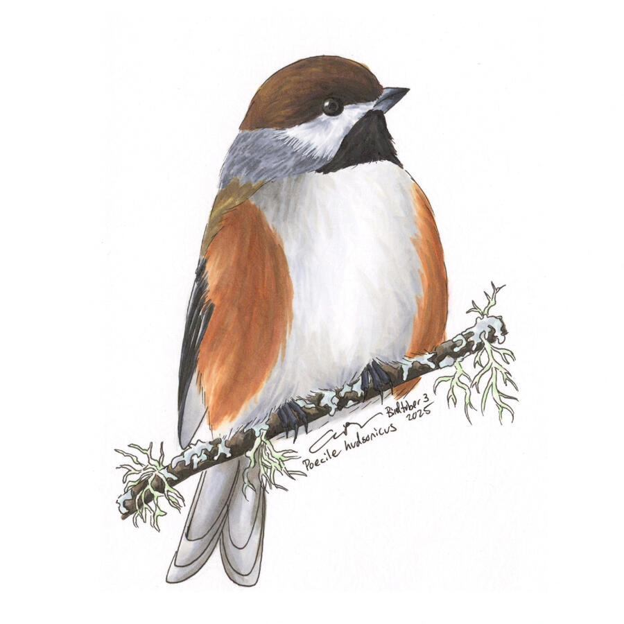 Detailed marker illustration of a Boreal Chickadee perched on a thin branch with lots of fruticose lichen. The chickadee is very puffed up, suggesting extreme cold.