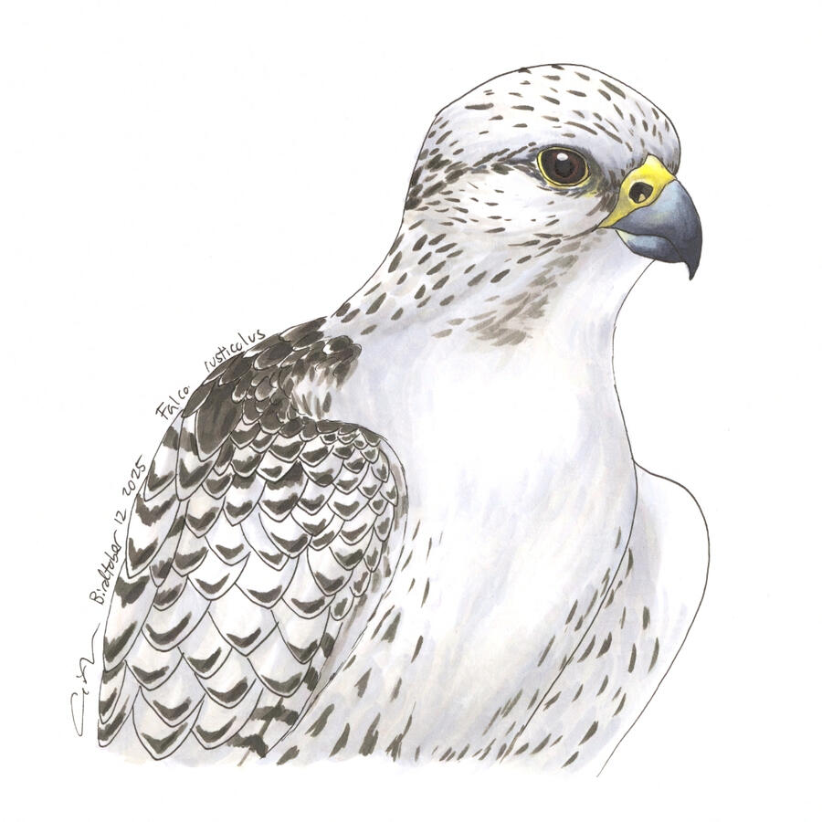 Detailed marker portrait of a Gyrfalcon looking to the side. The falcon is mostly white with dark mottling.